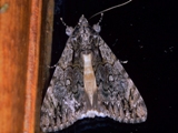 Ulotrichopus tinctipennis